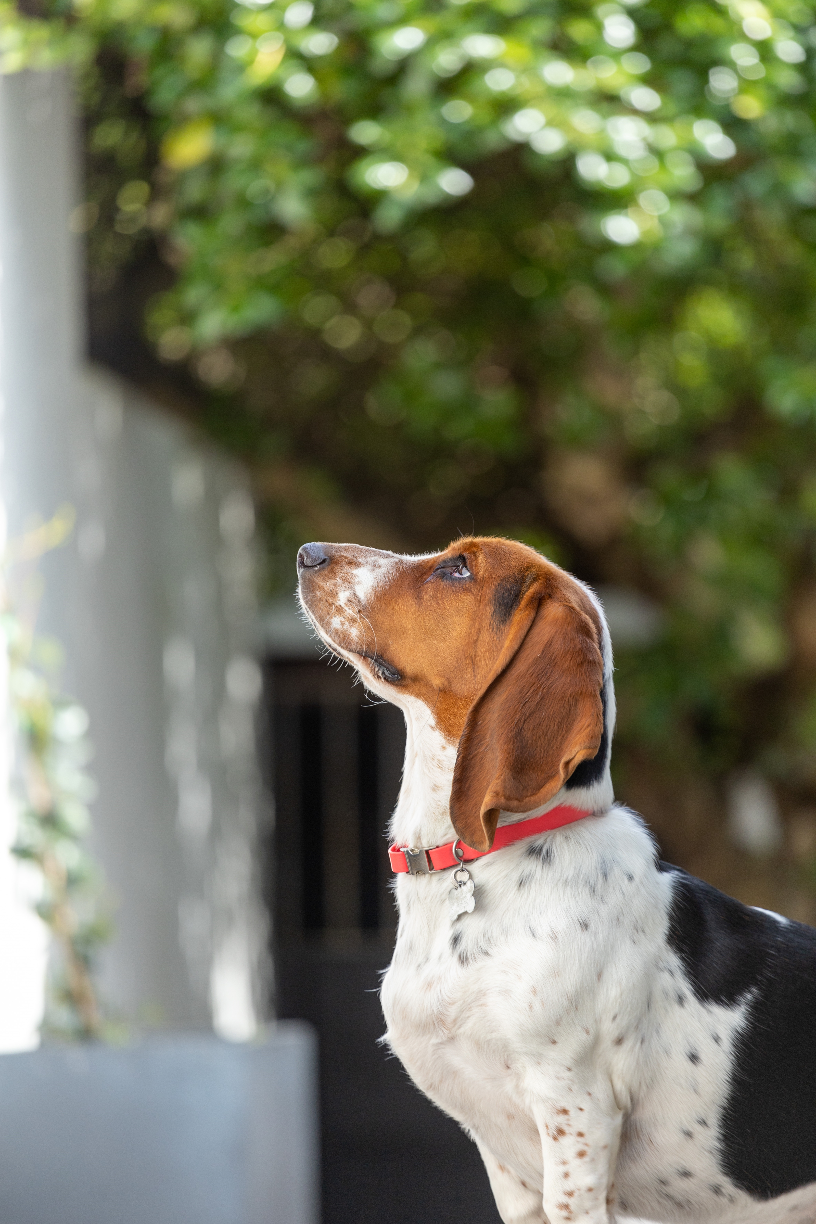 vet dog kennel cough