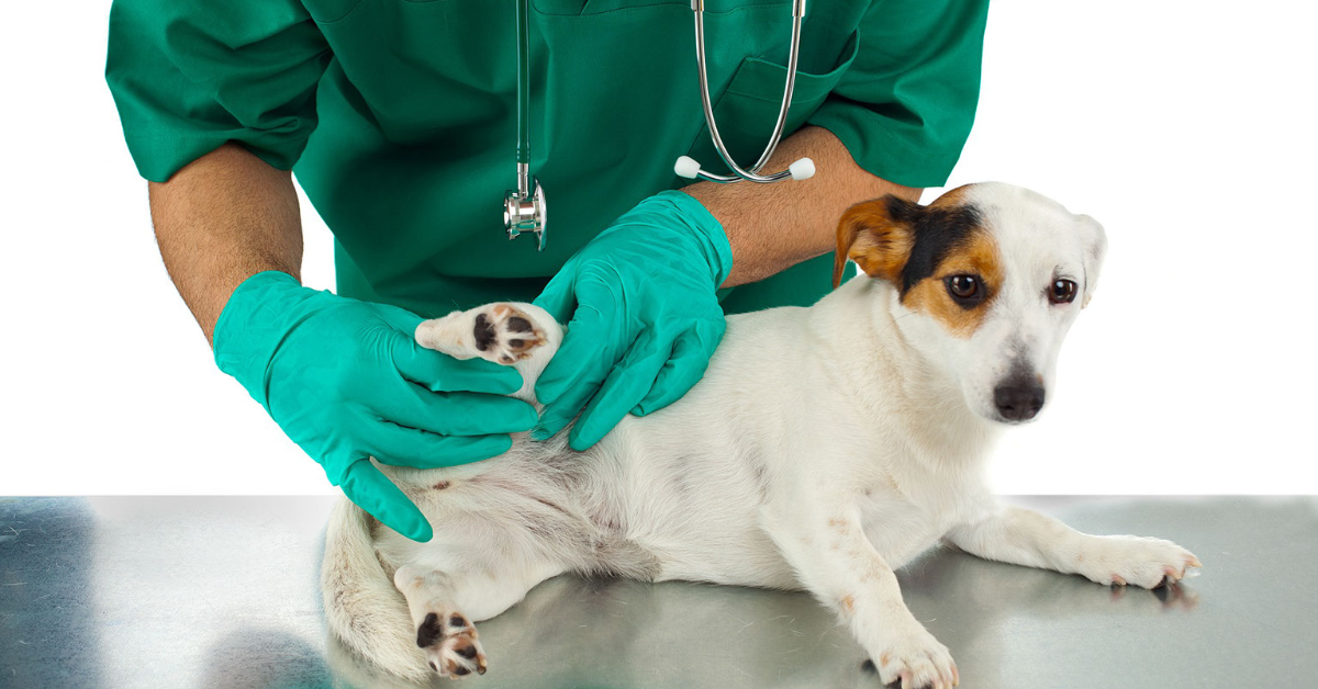 Advice on Pet Insurance